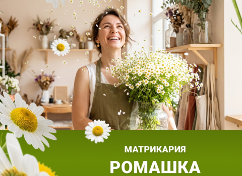 Ромашка "Матрикария"