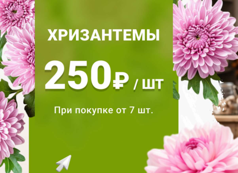 Хризантемы!