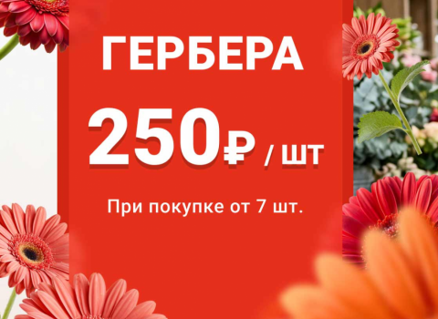 Герберы!